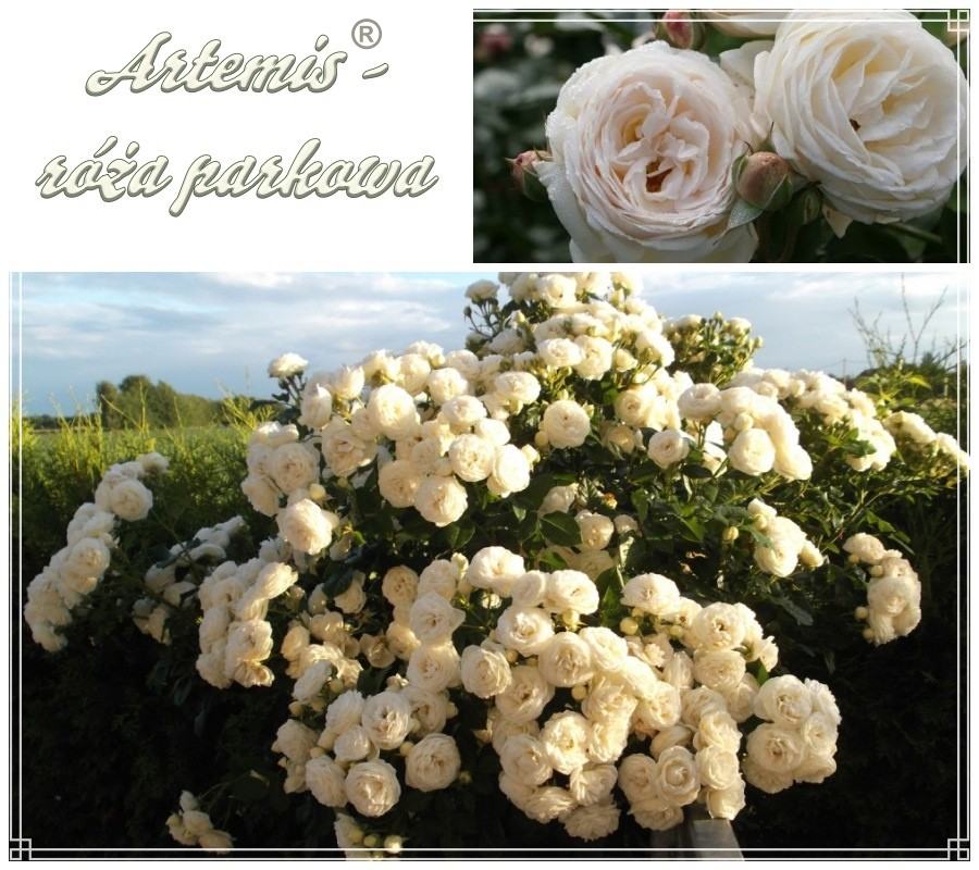 Artemis róże parkowe kol